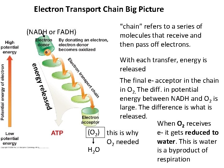 Electron Transport Chain Big Picture (NADH or FADH) “chain” refers to a series of