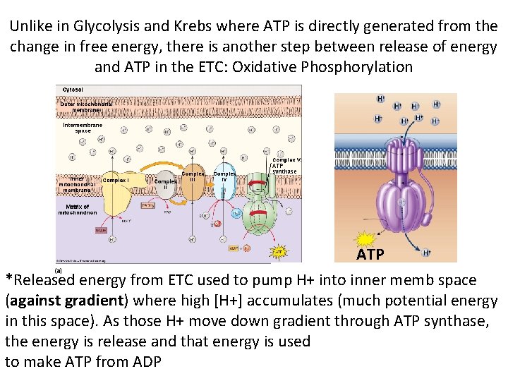 Unlike in Glycolysis and Krebs where ATP is directly generated from the change in