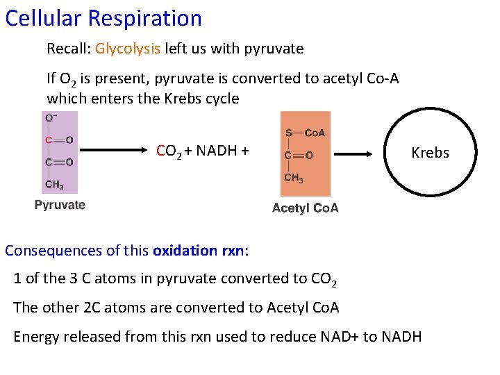 Cellular Respiration Recall: Glycolysis left us with pyruvate If O 2 is present, pyruvate