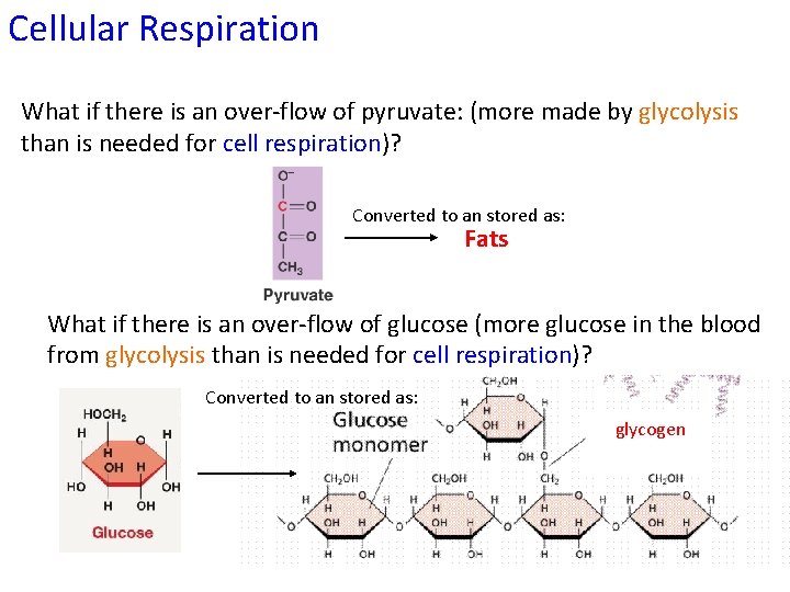 Cellular Respiration What if there is an over-flow of pyruvate: (more made by glycolysis