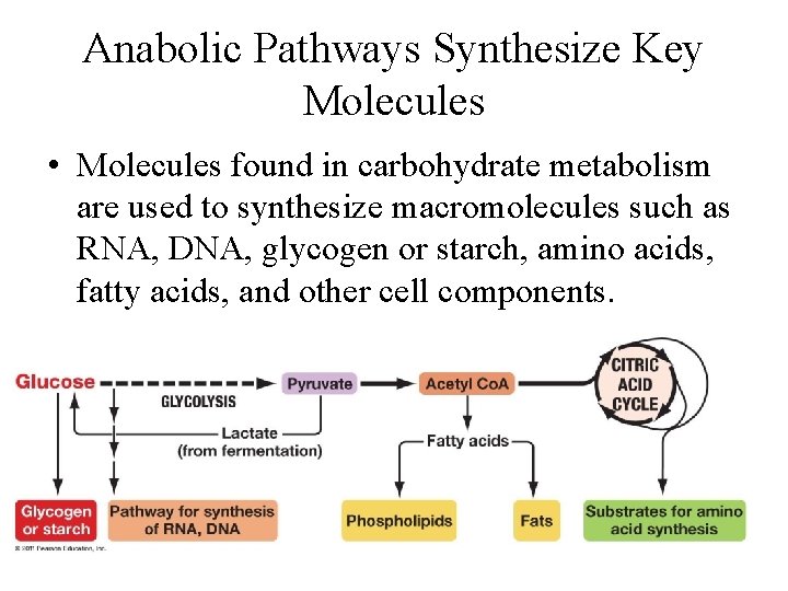 Anabolic Pathways Synthesize Key Molecules • Molecules found in carbohydrate metabolism are used to