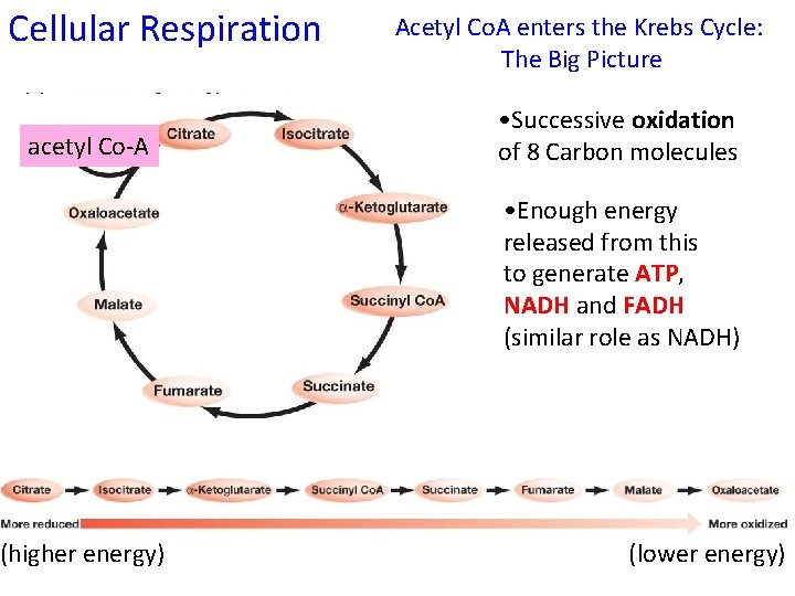 Cellular Respiration acetyl Co-A (higher energy) Acetyl Co. A enters the Krebs Cycle: The