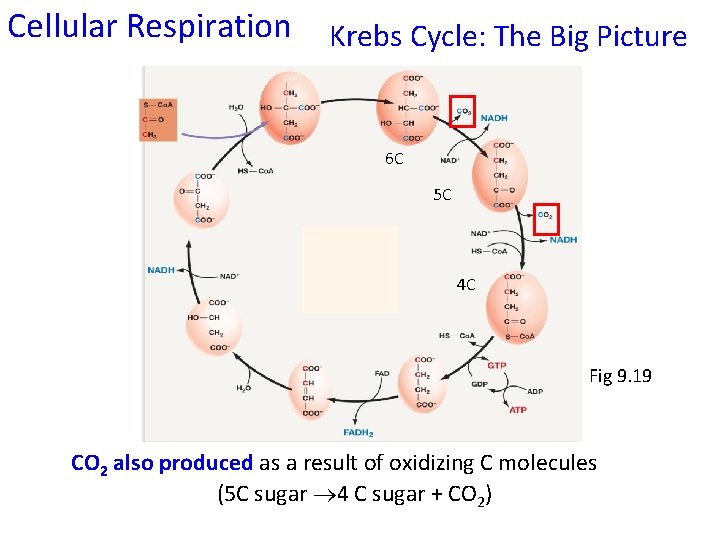 Cellular Respiration Krebs Cycle: The Big Picture 6 C 5 C 4 C Fig