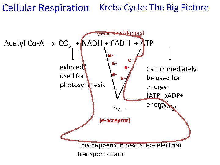 Cellular Respiration Krebs Cycle: The Big Picture (e-carriers/donors) Acetyl Co-A CO 2 + NADH