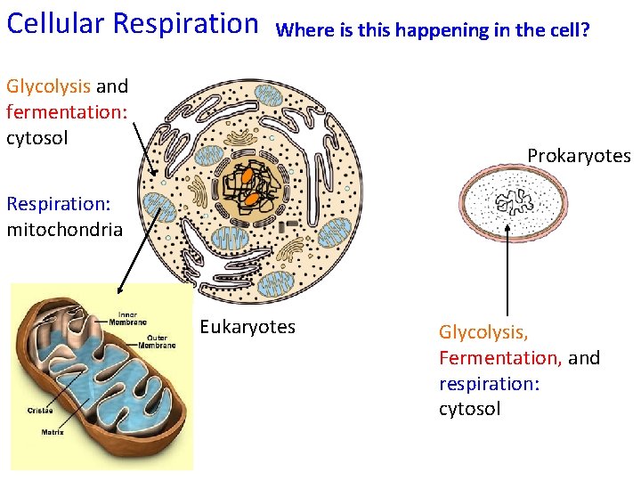 Cellular Respiration Where is this happening in the cell? Glycolysis and fermentation: cytosol Prokaryotes