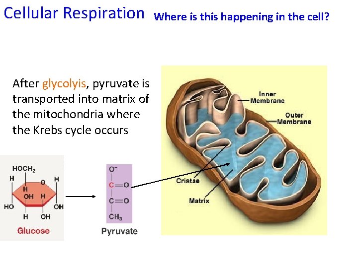 Cellular Respiration After glycolyis, pyruvate is transported into matrix of the mitochondria where the