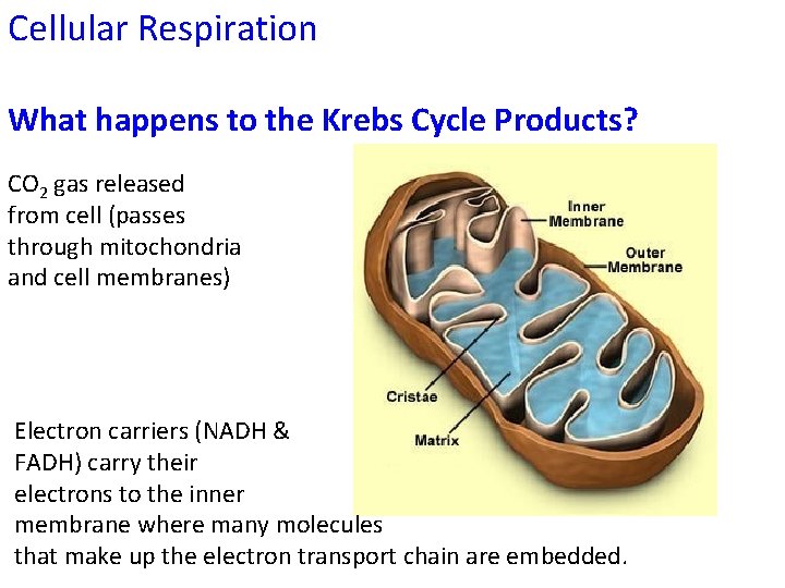 Cellular Respiration What happens to the Krebs Cycle Products? CO 2 gas released from