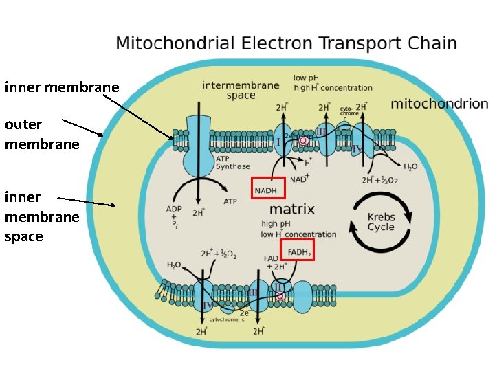 inner membrane outer membrane inner membrane space 