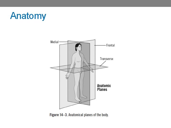 Anatomy 