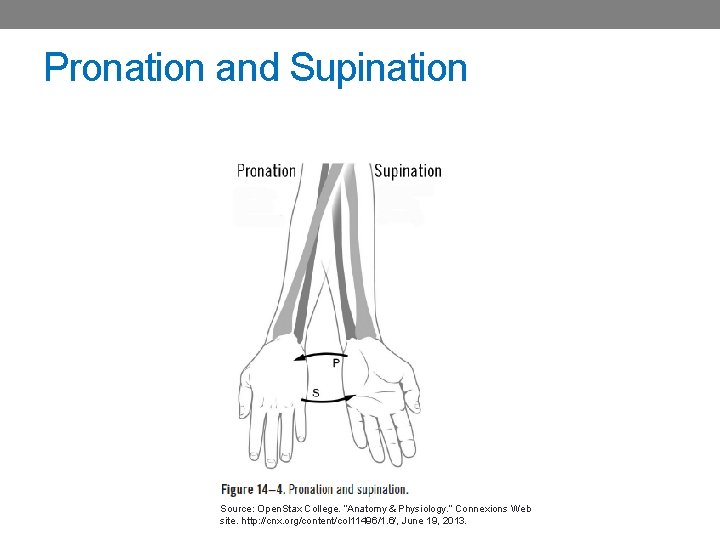 Pronation and Supination Source: Open. Stax College. “Anatomy & Physiology. ” Connexions Web site.