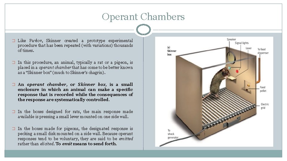 Operant Chambers � Like Pavlov, Skinner created a prototype experimental procedure that has been