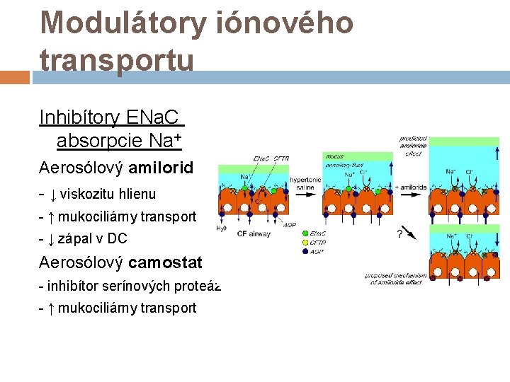 Modulátory iónového transportu Inhibítory ENa. C absorpcie Na+ Aerosólový amilorid - ↓ viskozitu hlienu