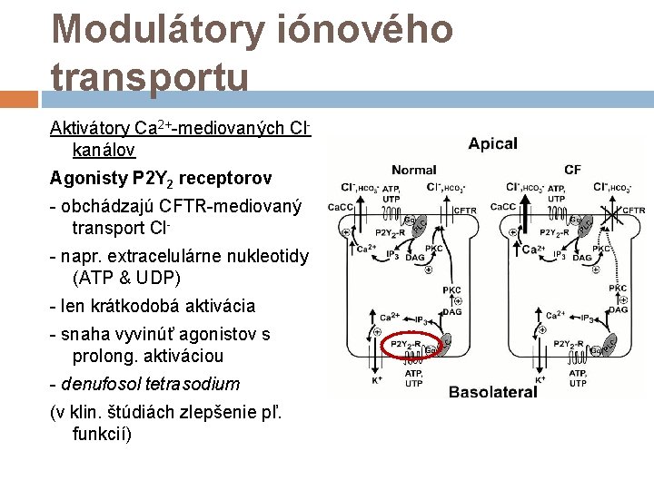 Modulátory iónového transportu Aktivátory Ca 2+-mediovaných Cl- kanálov Agonisty P 2 Y 2 receptorov