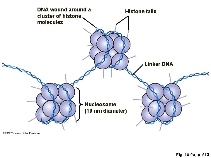 DNA wound around a cluster of histone molecules Histone tails Linker DNA Nucleosome (10