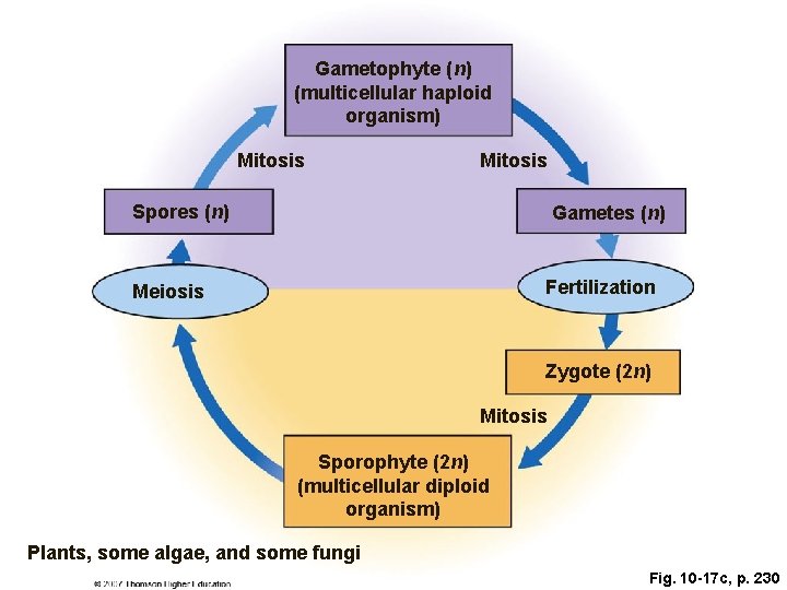 Gametophyte (n) (multicellular haploid organism) Mitosis Spores (n) Gametes (n) Fertilization Meiosis Zygote (2