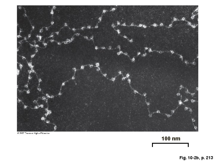 100 nm Fig. 10 -2 b, p. 213 