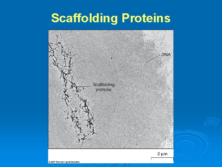 Scaffolding Proteins 