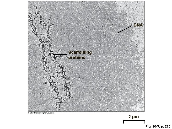 DNA Scaffolding proteins 2 μm Fig. 10 -3, p. 213 