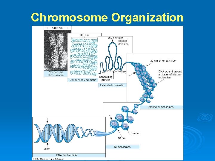 Chromosome Organization 
