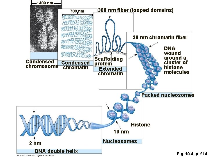 1400 nm 700 nm 300 nm fiber (looped domains) 30 nm chromatin fiber DNA