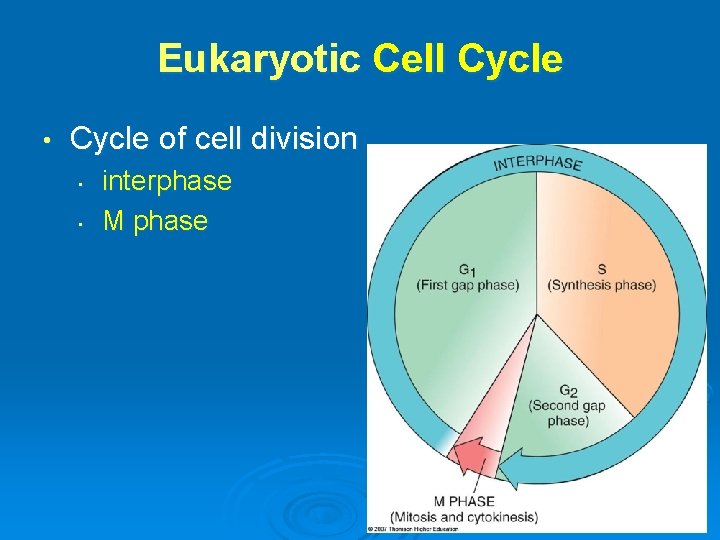 Eukaryotic Cell Cycle • Cycle of cell division • • interphase M phase 