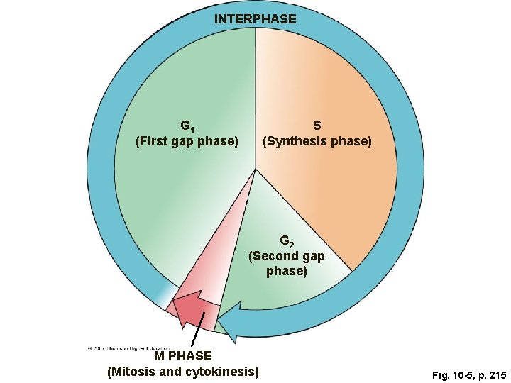 INTERPHASE G 1 (First gap phase) S (Synthesis phase) G 2 (Second gap phase)