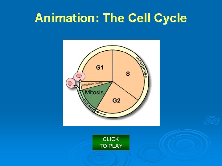Animation: The Cell Cycle CLICK TO PLAY 
