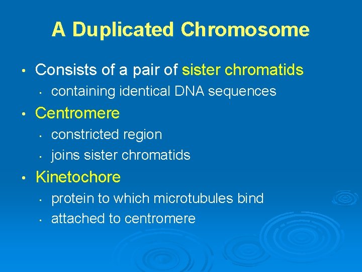 A Duplicated Chromosome • Consists of a pair of sister chromatids • • Centromere