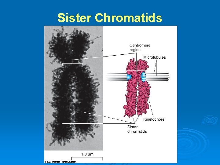 Sister Chromatids 