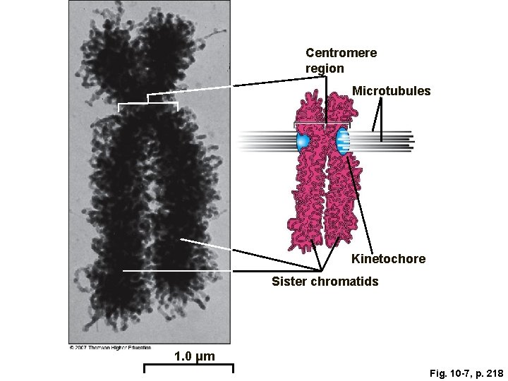 Centromere region Microtubules Kinetochore Sister chromatids 1. 0 μm Fig. 10 -7, p. 218