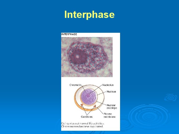 Interphase 