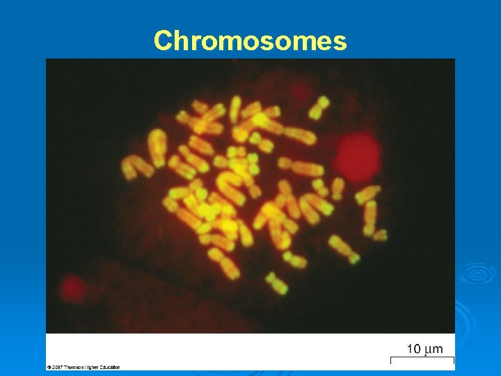 Chromosomes 