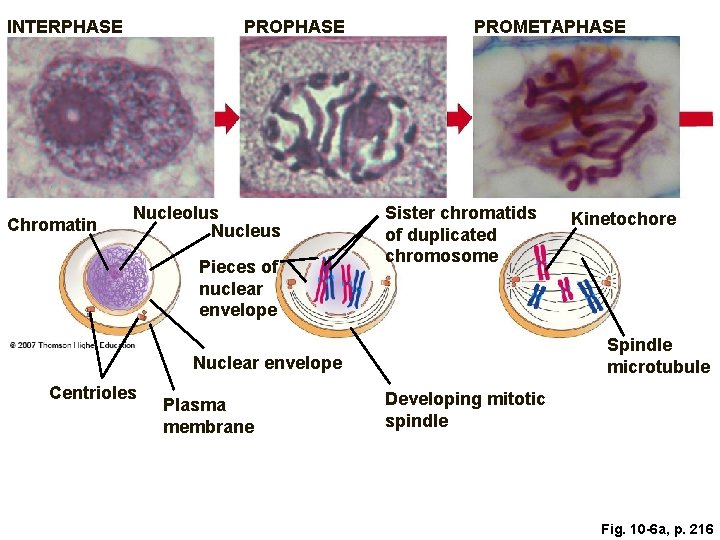 INTERPHASE Chromatin PROPHASE Nucleolus Nucleus Pieces of nuclear envelope PROMETAPHASE Sister chromatids of duplicated