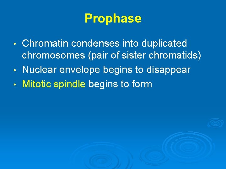 Prophase Chromatin condenses into duplicated chromosomes (pair of sister chromatids) • Nuclear envelope begins