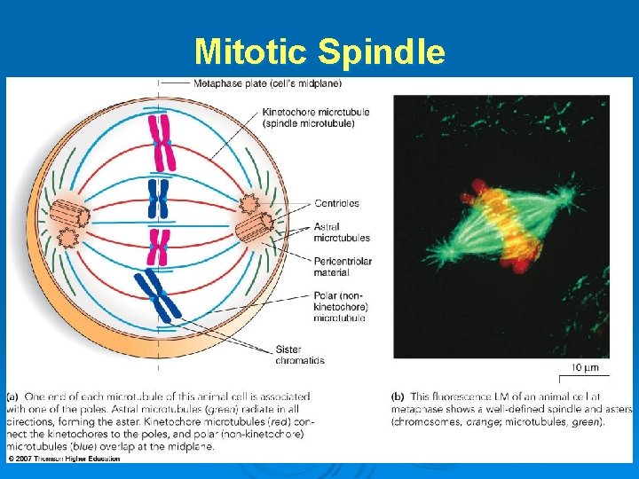 Mitotic Spindle 