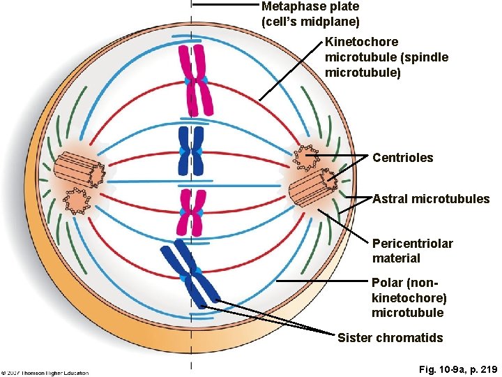 Metaphase plate (cell’s midplane) Kinetochore microtubule (spindle microtubule) Centrioles Astral microtubules Pericentriolar material Polar