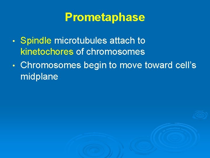 Prometaphase Spindle microtubules attach to kinetochores of chromosomes • Chromosomes begin to move toward