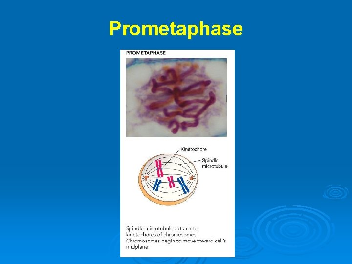 Prometaphase 