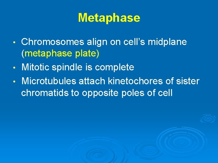 Metaphase Chromosomes align on cell’s midplane (metaphase plate) • Mitotic spindle is complete •