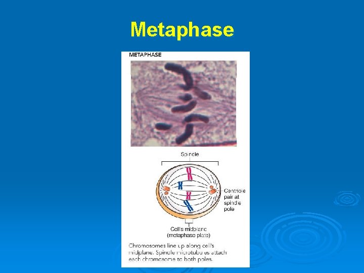 Metaphase 