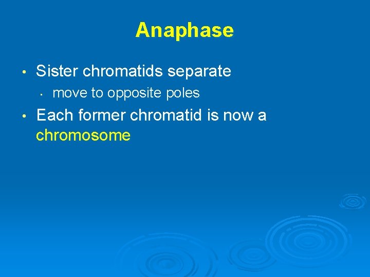 Anaphase • Sister chromatids separate • • move to opposite poles Each former chromatid