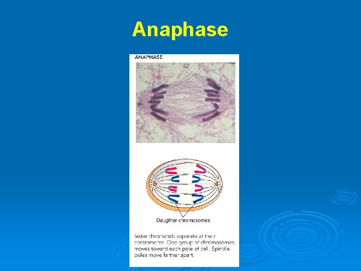 Anaphase 