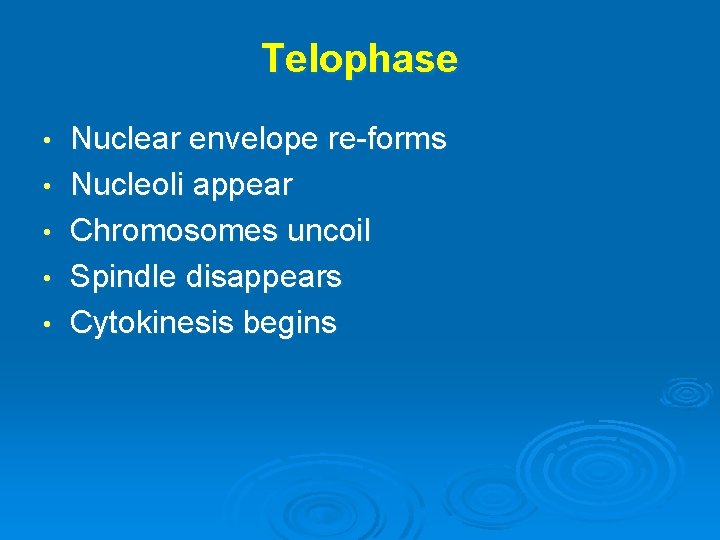 Telophase • • • Nuclear envelope re-forms Nucleoli appear Chromosomes uncoil Spindle disappears Cytokinesis