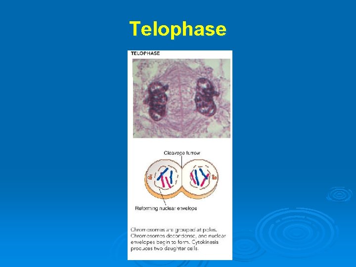 Telophase 