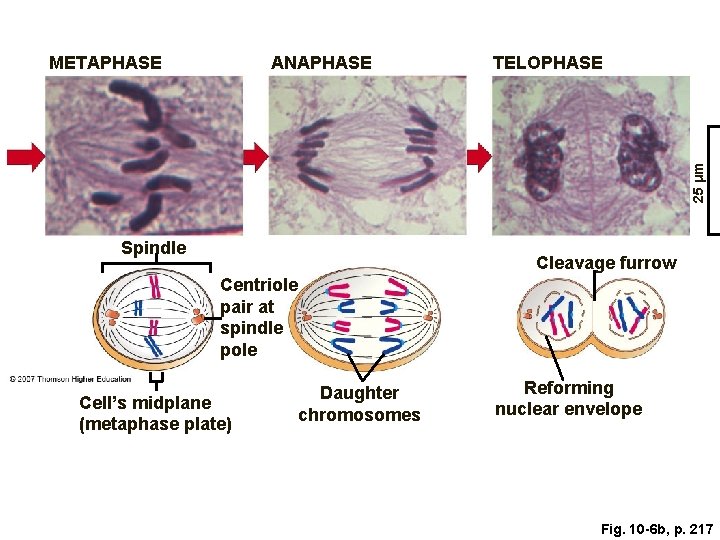 ANAPHASE TELOPHASE 25 μm METAPHASE Spindle Cleavage furrow Centriole pair at spindle pole Cell’s