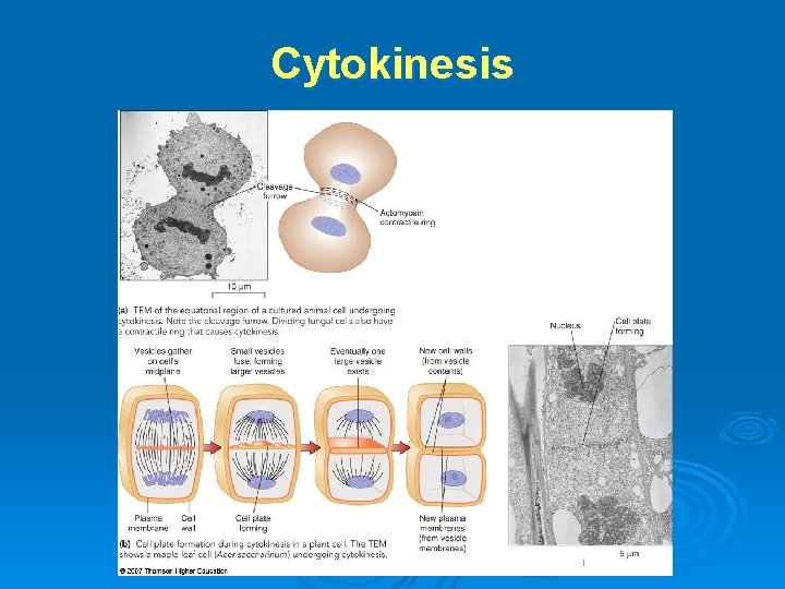 Cytokinesis 