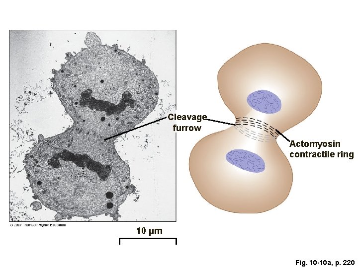 Cleavage furrow Actomyosin contractile ring 10 μm Fig. 10 -10 a, p. 220 