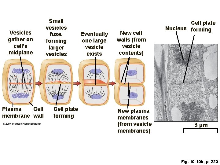 Vesicles gather on cell’s midplane Plasma Cell membrane wall Small vesicles fuse, forming larger