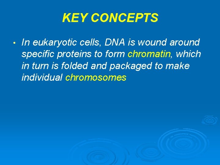 KEY CONCEPTS • In eukaryotic cells, DNA is wound around specific proteins to form
