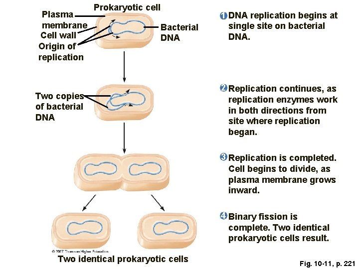 Plasma membrane Cell wall Origin of replication Prokaryotic cell Bacterial DNA Two copies of
